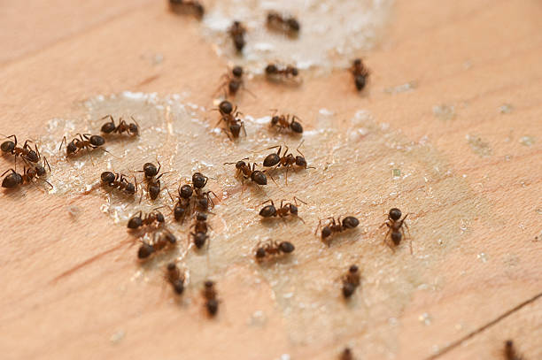 Trusted Winton, CA Pest Control Experts