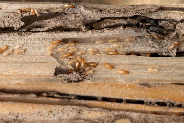Best Cockroach Control Services  in Winton, CA